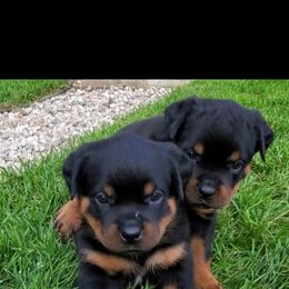 Rottweiler Puppies from Iron Clad Rottweiler
