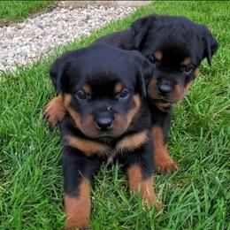 Rottweiler Puppies from Iron Clad Rottweiler