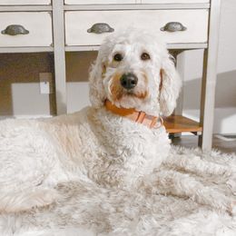 Maya - Goldendoodle