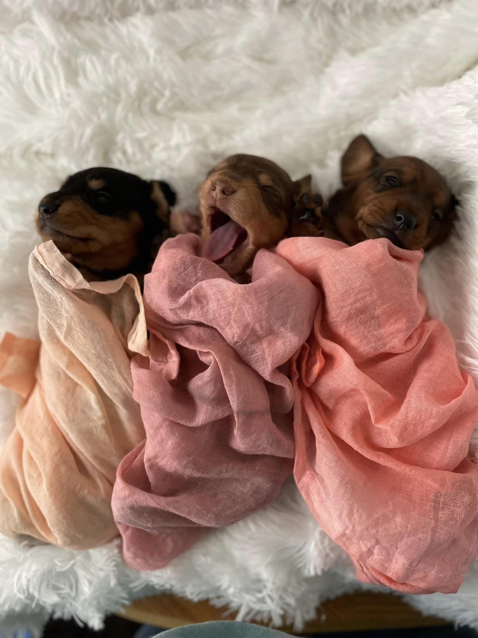 Blue Ridge Doxies in North Carolina | Dachshund puppies | Good Dog