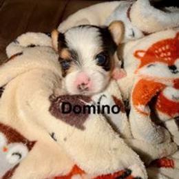 Domino - Parti male Yorkshire Terrier puppy in Clarksburg, Indiana from Hidden Gems Parti Yorkies
