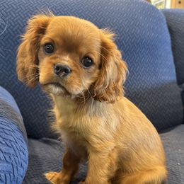 Cavalier King Charles Spaniel Puppies from FairHawk Downs
