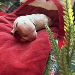 Comet - Blenheim male Cavalier King Charles Spaniel puppy in Edmond, Oklahoma from Little Acorn: Cavalier & Bernese