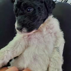 Double Doodle and Poodle Puppies from Perfect Poodles and Doodles LLC