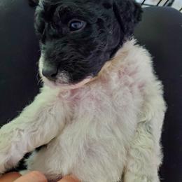 Double Doodle and Poodle Puppies from Perfect Poodles and Doodles LLC