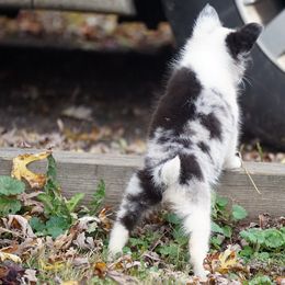 Rottweiler and Toy Shetland Sheepdog Puppies from Mountain High Kennels