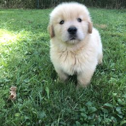 Golden Retriever and Labrador Retriever Puppies from Emerald Knoll