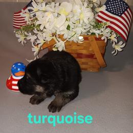 Turquoise - Black and red female German Shepherd puppy in Gustavus, Ohio from Cross Kreek Kennels