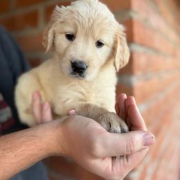 Callie - Golden female Golden Retriever puppy in Mc Neal, Arizona from K&N Golden Retriever Companion