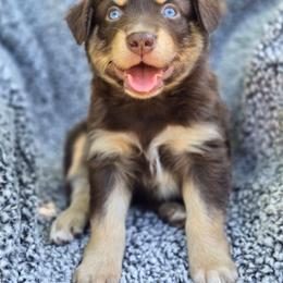 Boy 1 - Red tri-color male Australian Shepherd puppy in New Tazewell, Tennessee from D&D Australian Shepherds