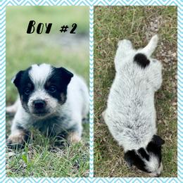 Boy 2 - Blue speckled male Australian Cattle Dog puppy in Prague, Oklahoma from S&B Cattle Co.