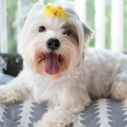 Mimi - Biewer Terrier