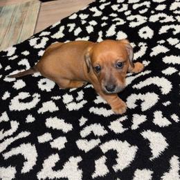 Knox - Red male Dachshund puppy in Magnolia, Texas from Little Honey’s Dachshunds