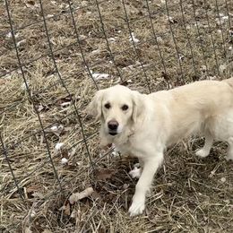 Lucy - Golden Retriever