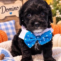 Domino - Black and white male Cavapoo puppy in Cooper City, Florida from Jenny La Bone
