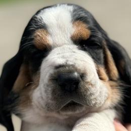 Basset Hounds from Pride Rock Basset Hounds