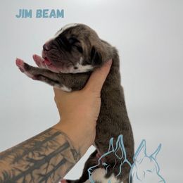 Jim Beam - Brindle male Great Dane puppy in Michigan from Ohana Great Danes of Michigan
