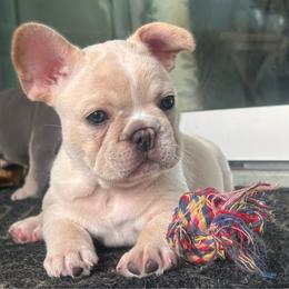 Pearl - Cream female French Bulldog puppy in Clermont, Florida from Nala’s Nest