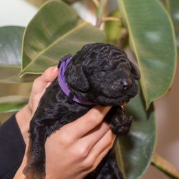 Purple - Black male Poodle puppy in Palmetto, Georgia from Renders Poodles