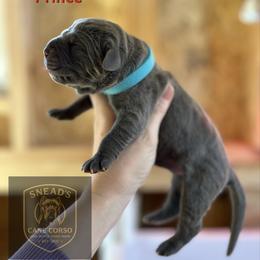 Prince - Gray brindle male Cane Corso puppy in Altoona, Alabama from Snead’s Cane Corso Kennel