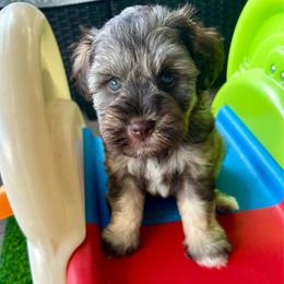 Jefferson - Liver male Miniature Schnauzer puppy in Canyon Lake, Texas from Chambers Schnauzers