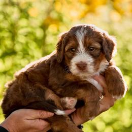 Flora - Sable female Bernedoodle puppy in Cortez, Colorado from Sassy Pants Pups