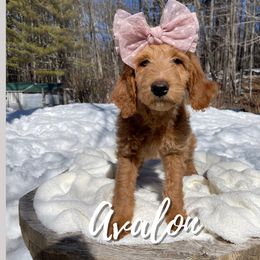 Avalon - Goldendoodle puppy in Conway, New Hampshire from Arbor Grace Doodles