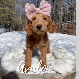 Avalon - Goldendoodle puppy in Conway, New Hampshire from Arbor Grace Doodles
