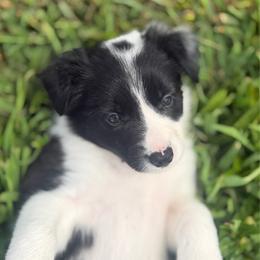 Maeve - Black and white female Border Collie puppy in Owenton, Kentucky from Three16 Ranch