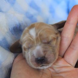 Boy 4 - Golden male English Cocker Spaniel puppy in Roseburg, Oregon from Coco Kennel