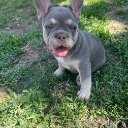 French Bulldog Puppies from Mata’s puppies