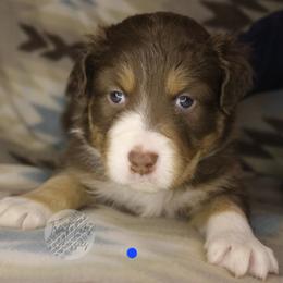 Charlie - Red tri-color male Australian Shepherd puppy in Yoder, Colorado from Tréad Tines Aussies