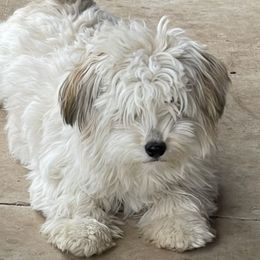 Gypsy - Havanese
