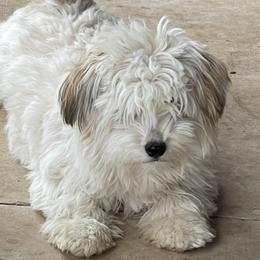 Gypsy - Havanese