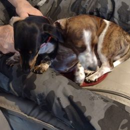 Dachshunds from Betty Petty