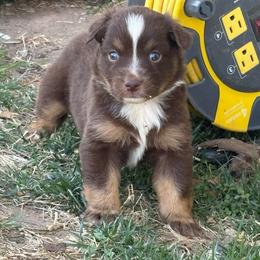 Female 2 - Red tri-color female Australian Shepherd puppy in Lubbock, Texas from REKN’ Kennel Aussies