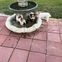 Chinese Crested and Russell Terrier All Grown Up from Jumping Jacks Russells