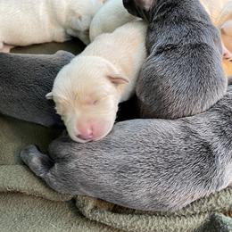 Dilute Retriever Puppies from Virdin’s Silver Labs