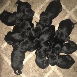 Giant Schnauzer Puppies from Jordan Giant Schnauzers
