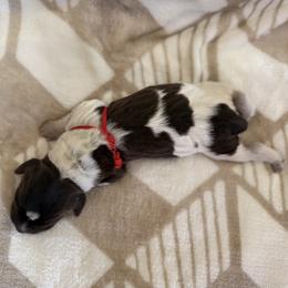 Wirehaired Pointing Griffon Puppies from Idleista Grand Chasseur