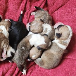 Pembroke Welsh Corgis from 4h Ranch