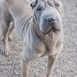 Toad - Blue male Chinese Shar-Pei puppy in Salem, Ohio from WrinkleMonsters