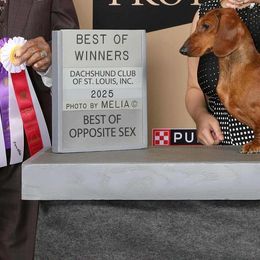 Dachshund puppies from NanoDachs