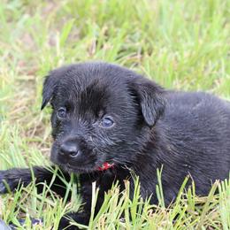 Viper - Black male Labrador Retriever puppy in Morrilton, Arkansas from Ancient Dogges Performance Dogs