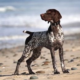 German Shorthaired Pointer All Grown Up from Susan Stutz's German Shorthaired Pointers