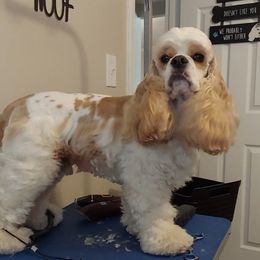 Parker - Cocker Spaniel