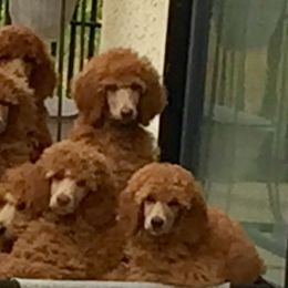 Cavalier King Charles Spaniel and Poodle Puppies from Central Coast Standard Poodles & Cavaliers
