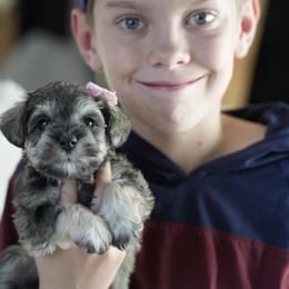 Miniature Schnauzer Puppies from Snowflake Schnauzers