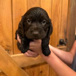Blue - Chocolate male Boykin Spaniel puppy in Barney, Georgia from Price & Co.