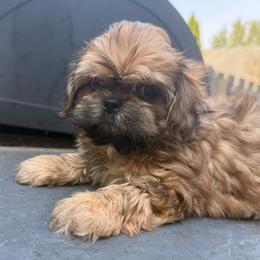 Remi - Red male Shih Tzu puppy in Covington, Georgia from Top Hats 2  Shih Tzu’s